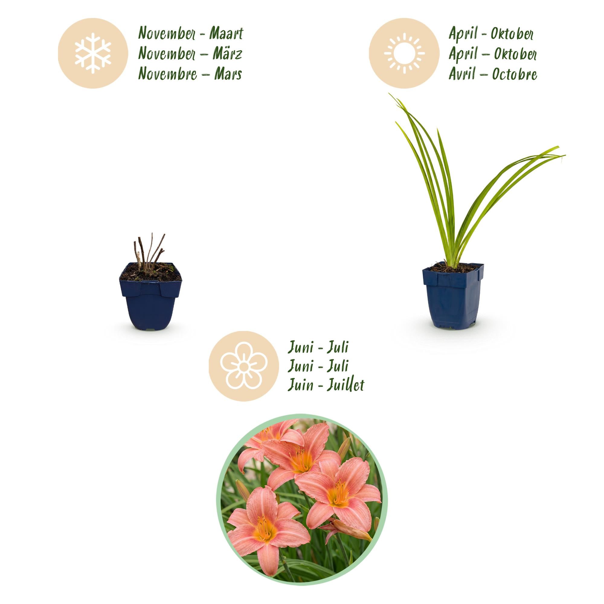 Vasteplant - Hemerocallis Pink Damask - Daglelie - Bijen en Vlinderlokkers - Roze - 3 Planten - Pot 11cm - Hoogte 15-25cm