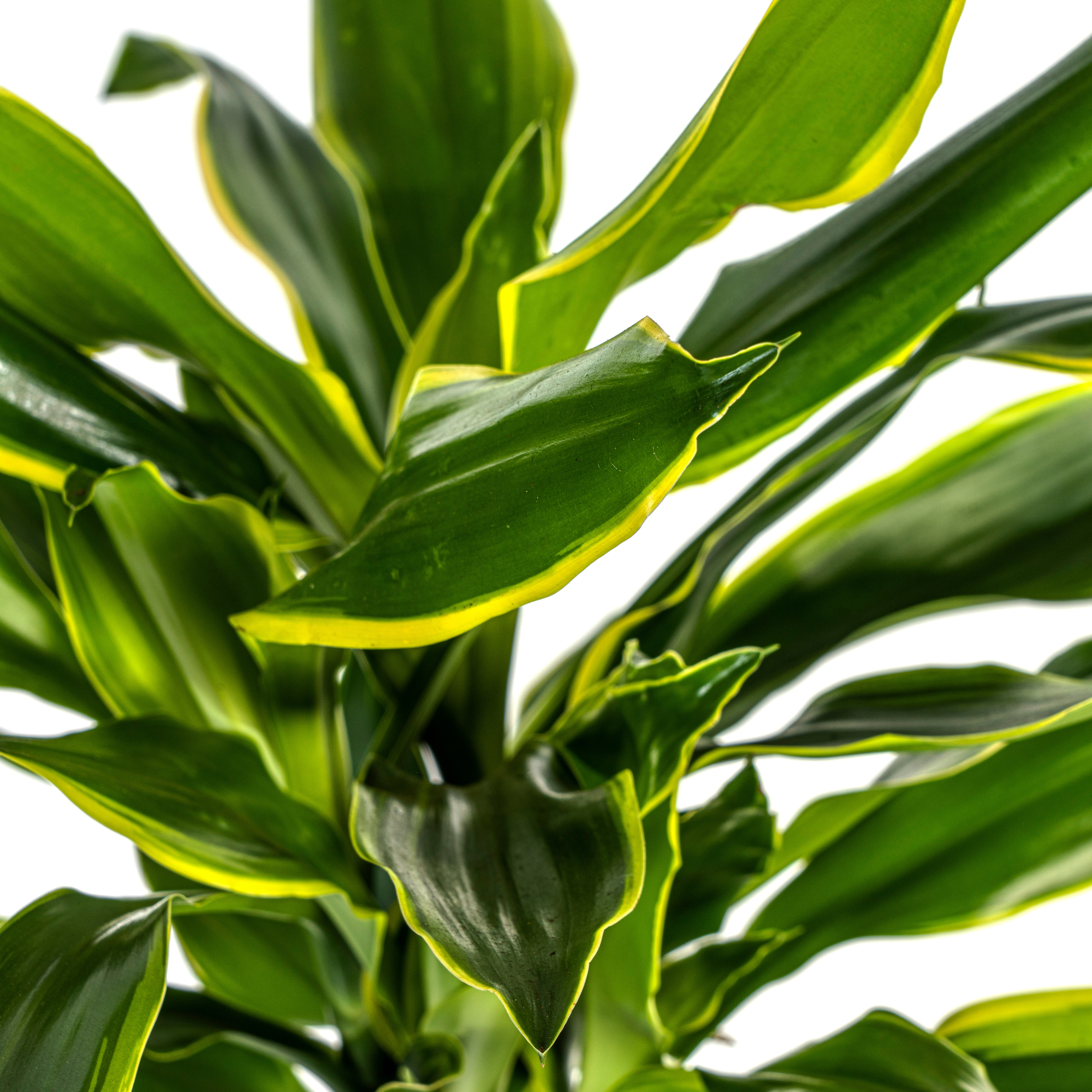 Dracaena Fragrans Golden Coast Ø21cm - ↕90 - 110cm
