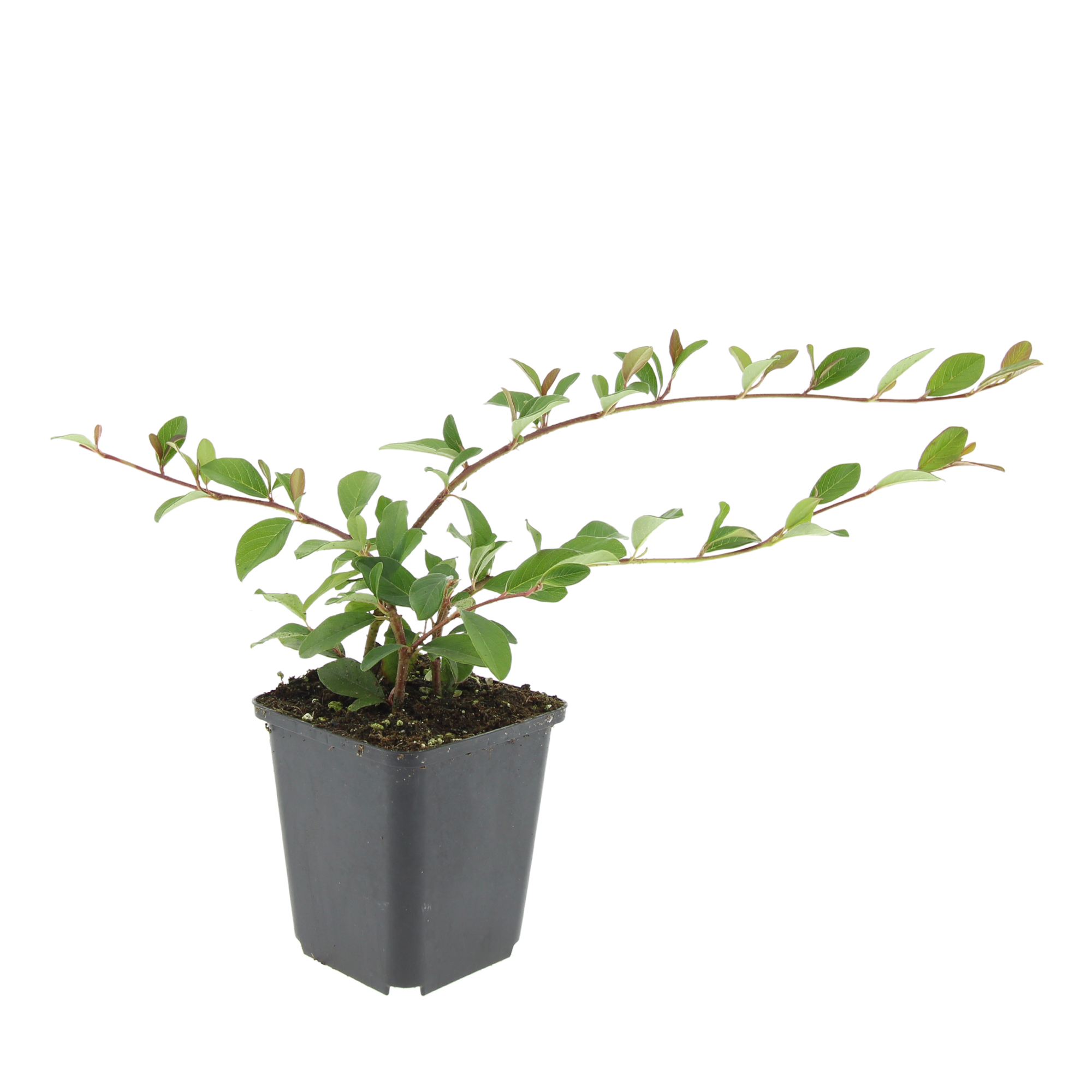 24x Cotoneaster dammeri - ↕10-25cm - Ø9cm