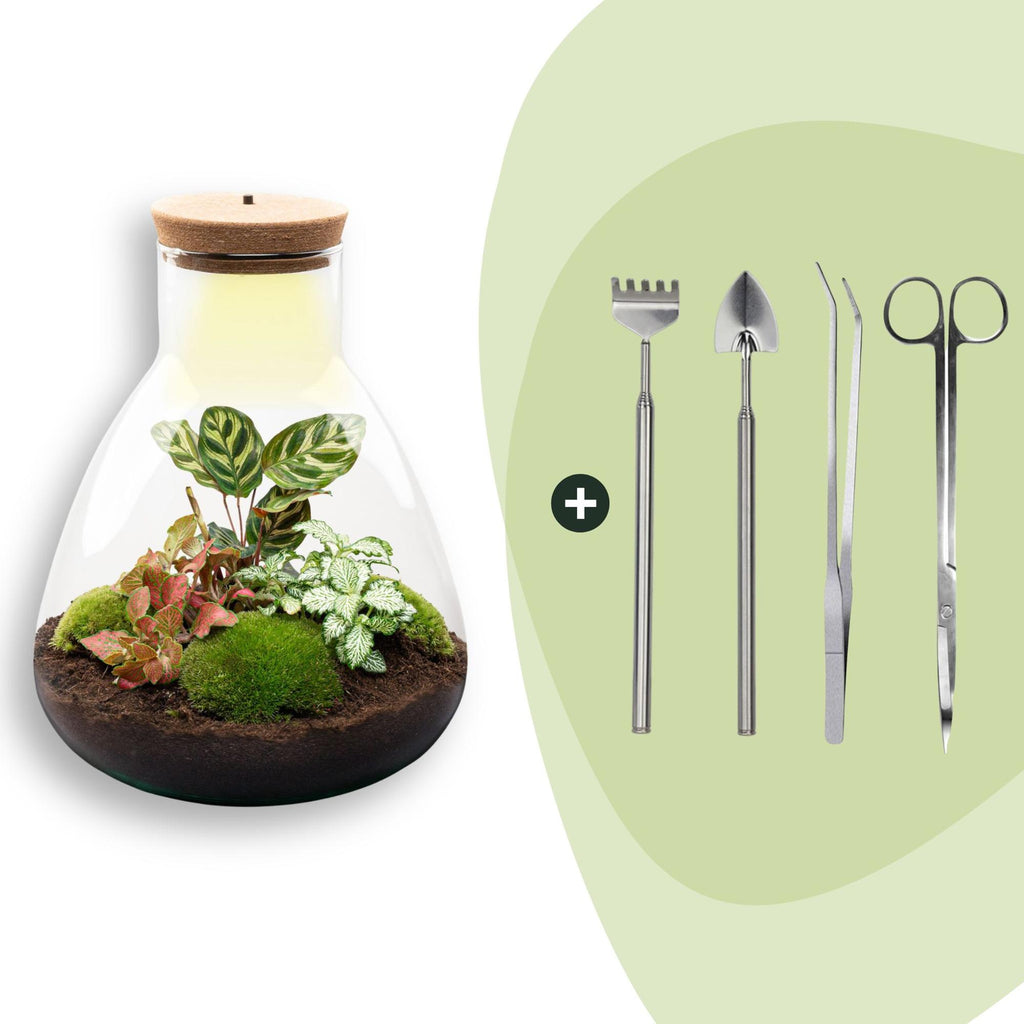 DIY Planten terrarium met licht - Sam Calathea - Ø 24,5 cm ↑ 30 cm - Rake + Shovel + Tweezer + Scissors