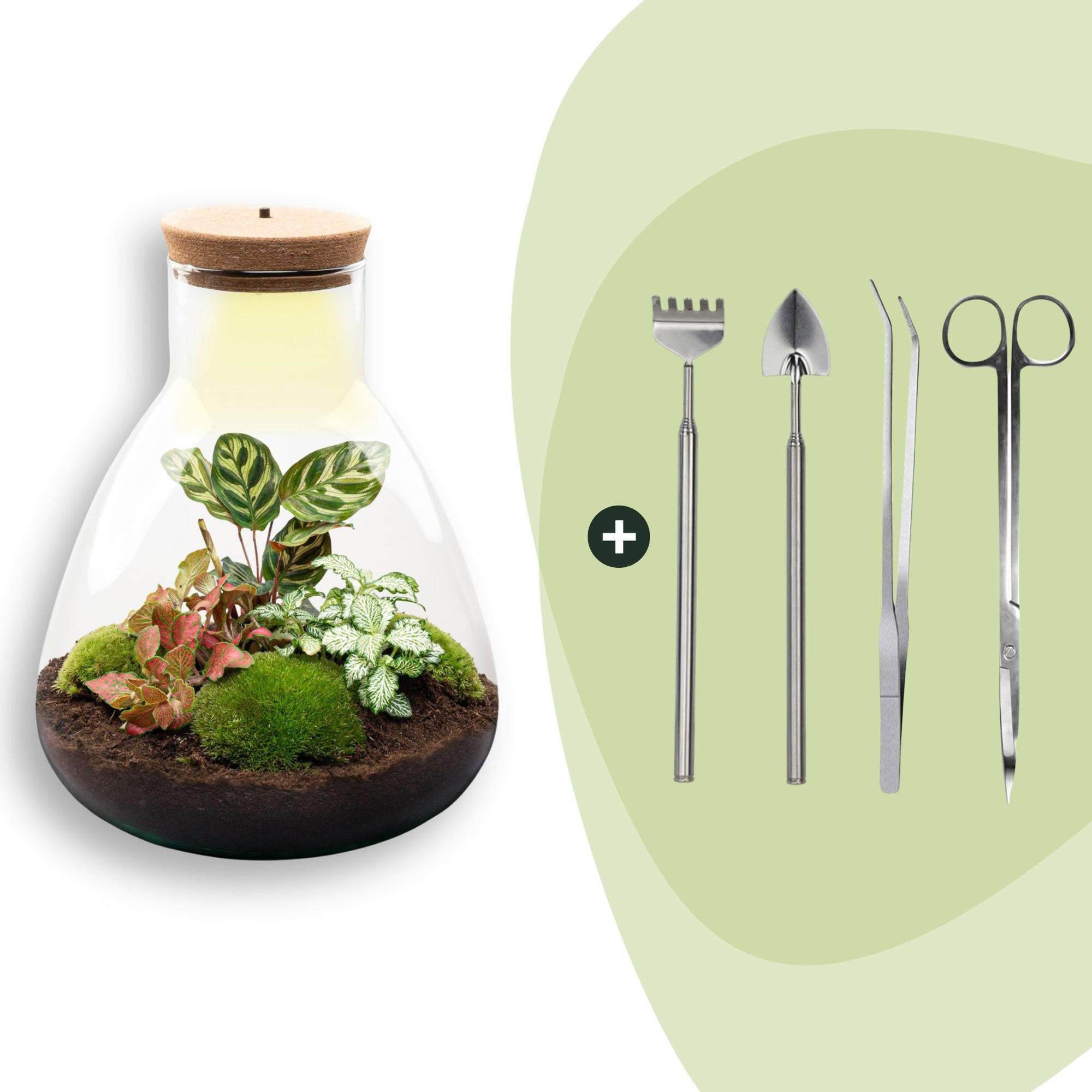 DIY Planten terrarium met licht - Sam Calathea - Ø 24,5 cm ↑ 30 cm - Rake + Shovel + Tweezer + Scissors