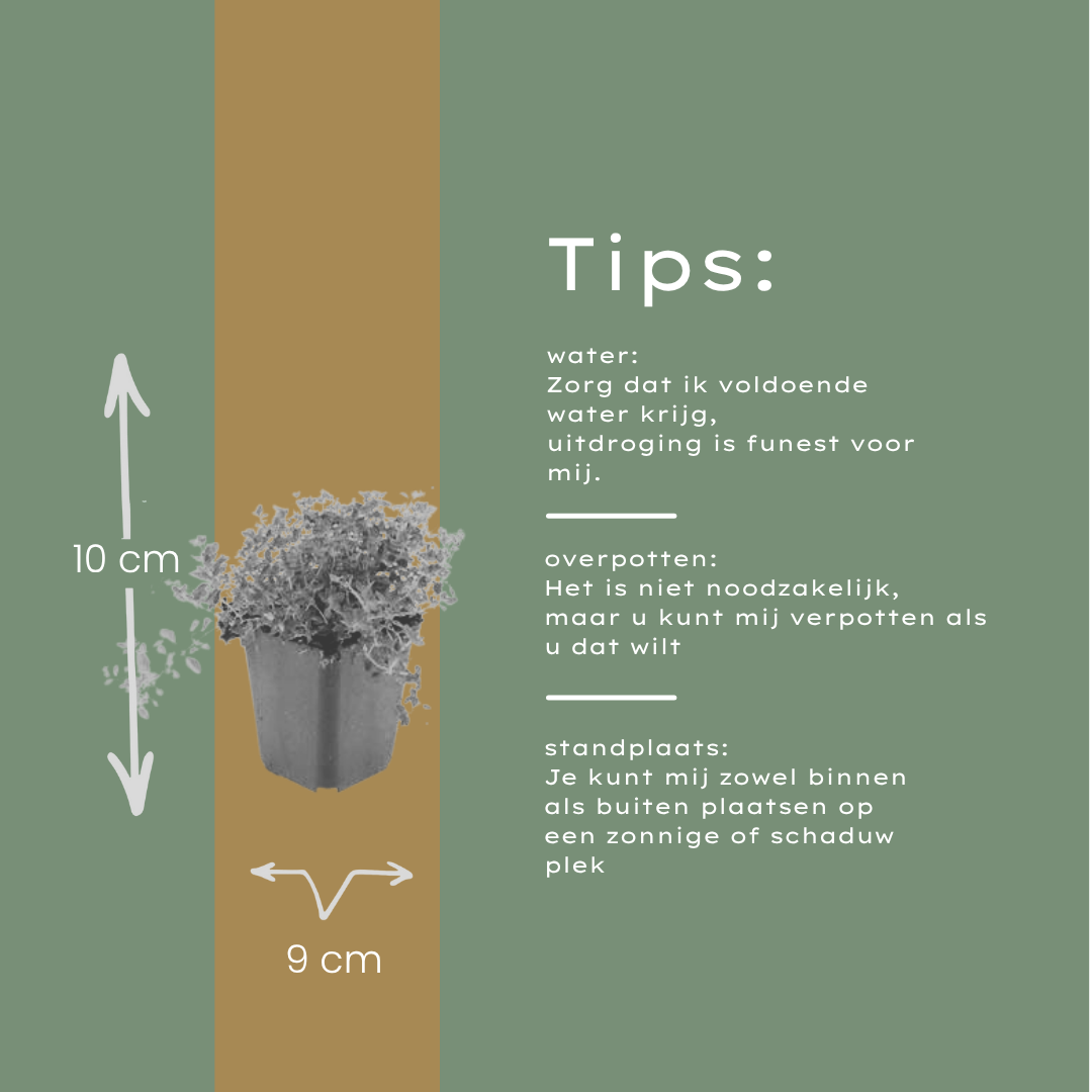 48x thymus serpyllum - ↕10-25cm - Ø9cm