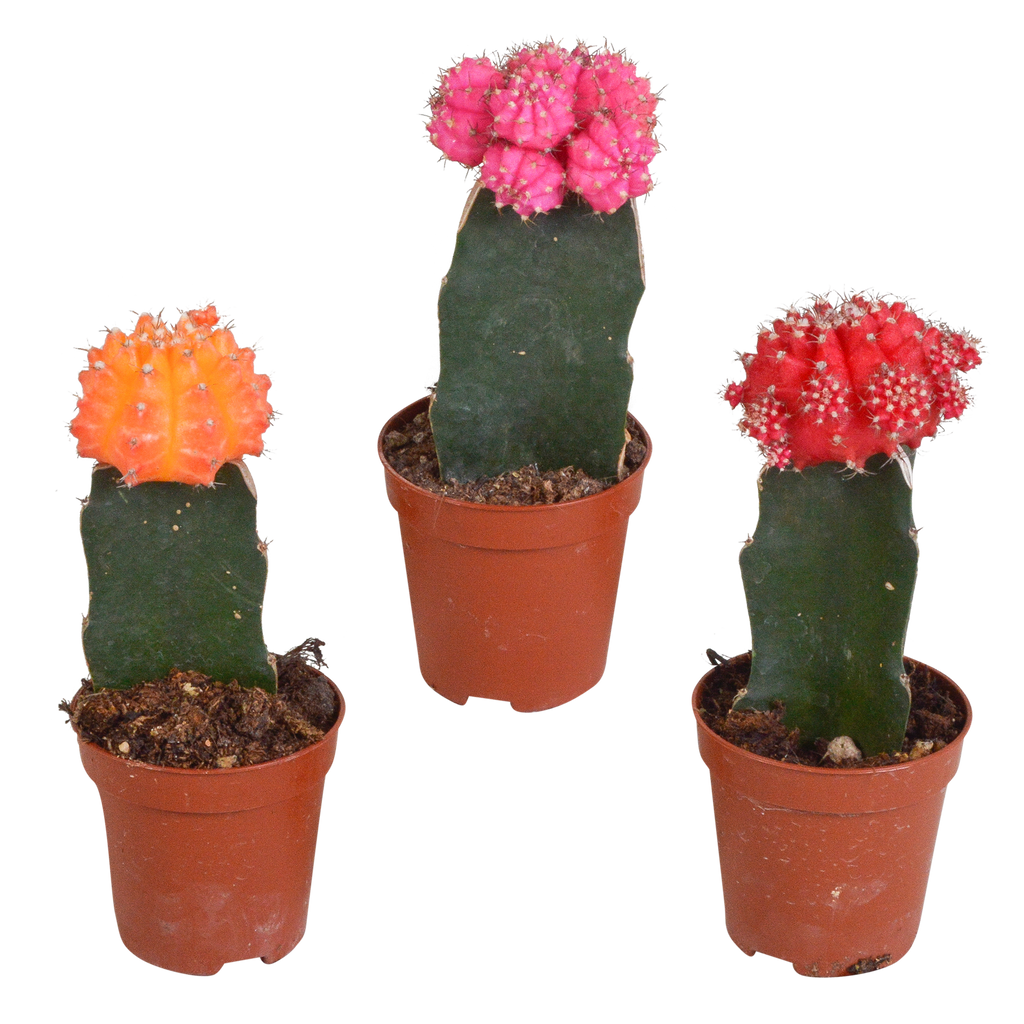 Euphorbia meloformis variegata - Gymnocalycium mix - 5,5cm - 3x