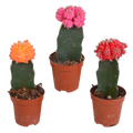 Euphorbia meloformis variegata - Gymnocalycium mix - 5,5cm - 3x