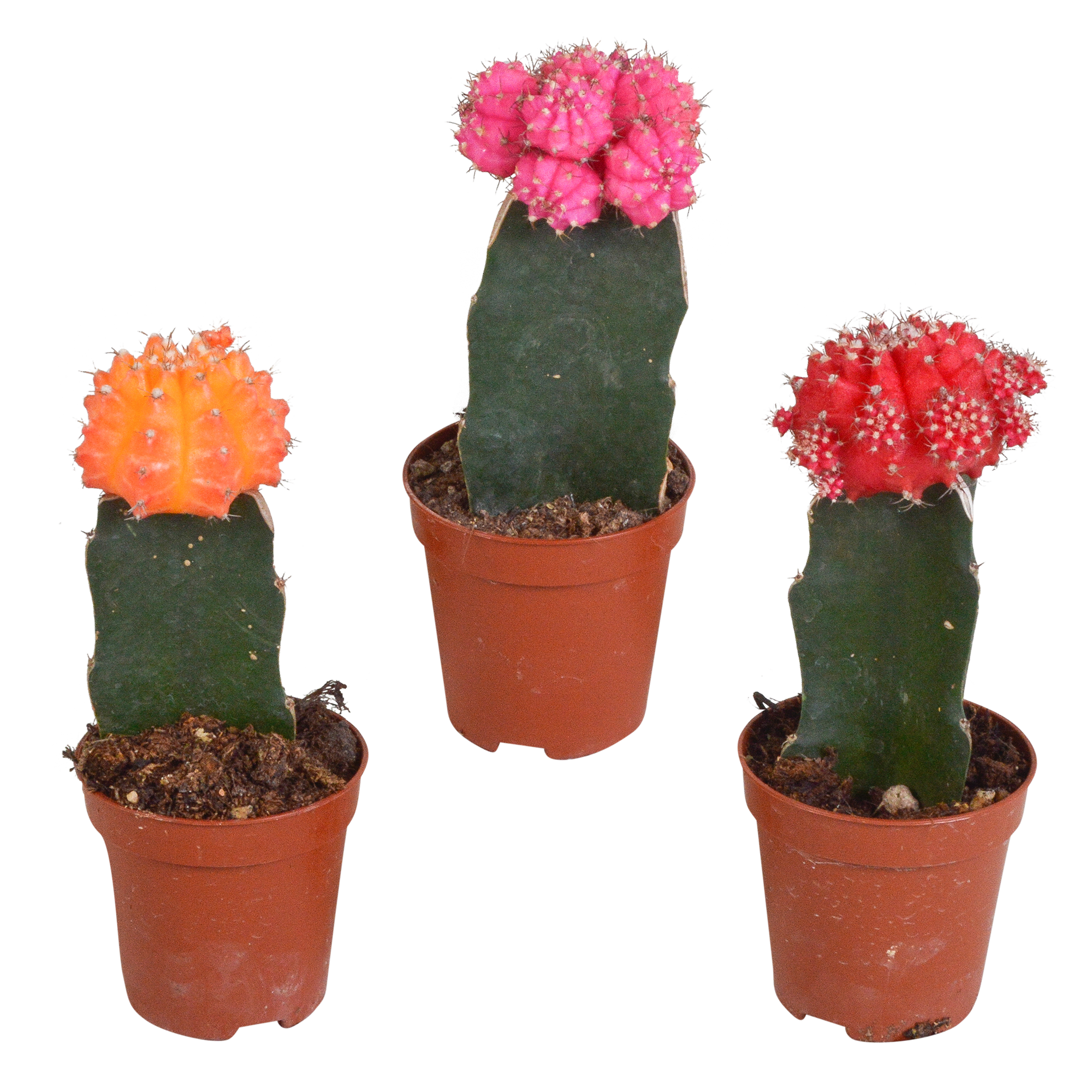 Euphorbia meloformis variegata - Gymnocalycium mix - 5,5cm - 3x