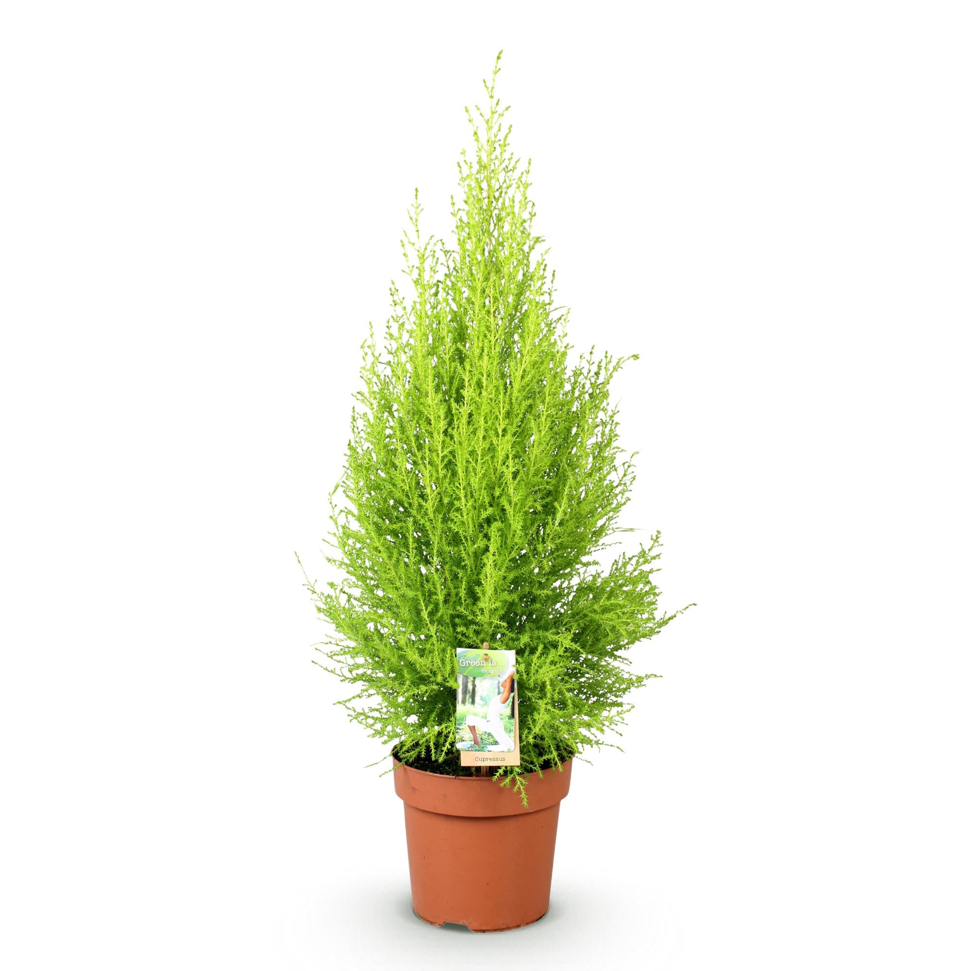 Green is... Kamerplanten - Cupressus Gold Crest Wilma - Kamer conifeer - Weinig onderhoud - Groen - 1 Plant - Pot 21cm - Hoogte 85-95cm