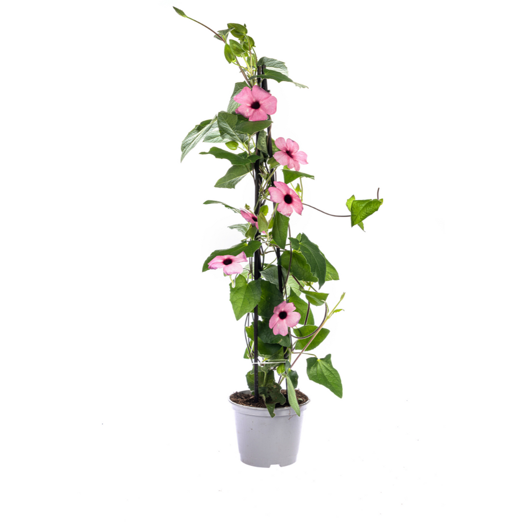 4x Thunbergia Alata Sunny Susy Mix Ø13 cm - ↕60 cm