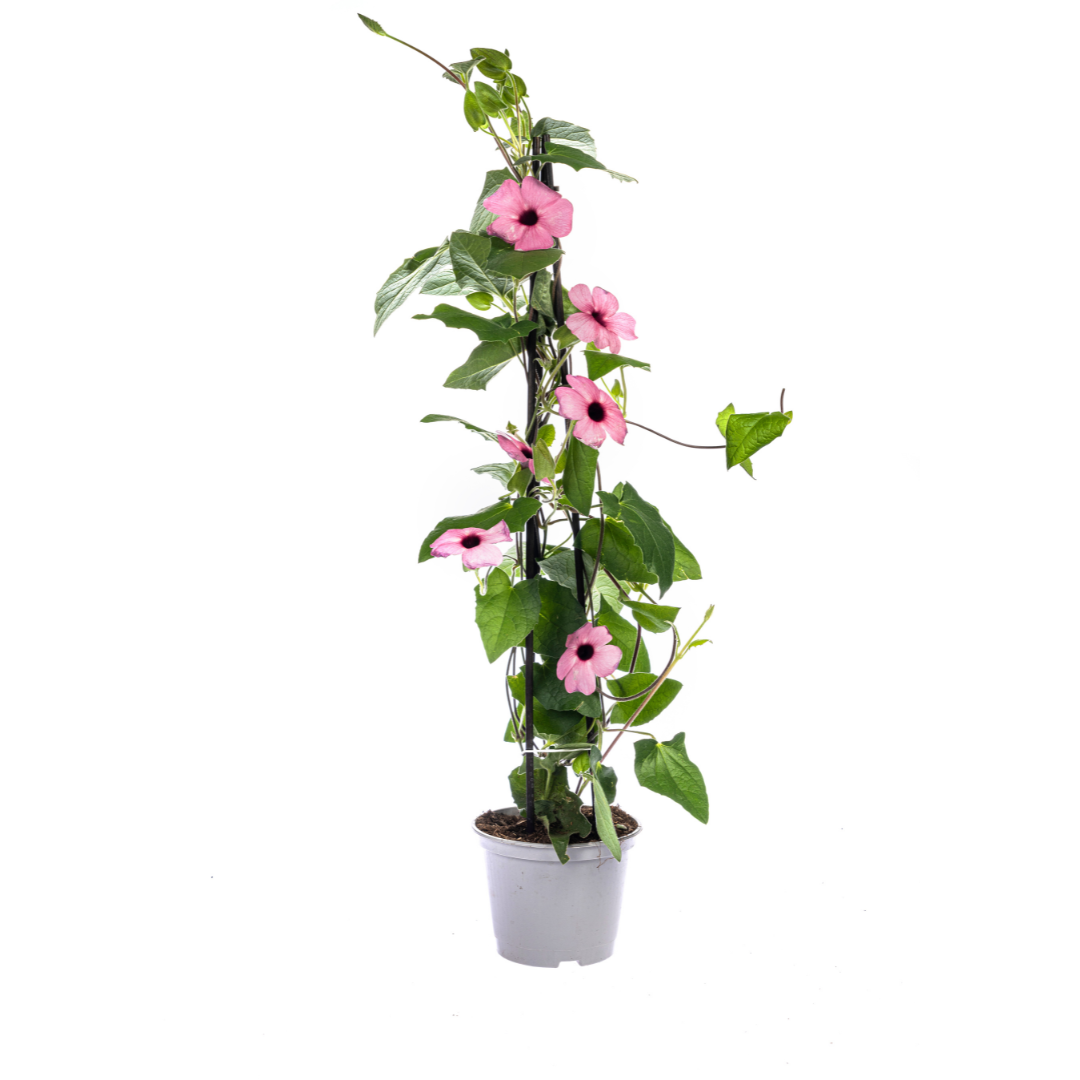 4x Thunbergia Alata Sunny Susy Mix Ø13 cm - ↕60 cm