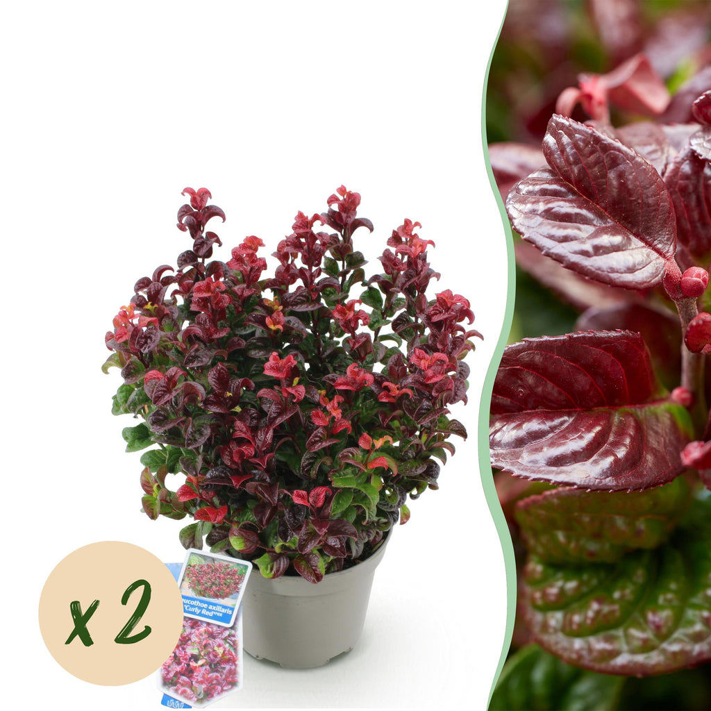 Tuinplant - Leucothoe Curly Red - Rood - 2 Planten -  Groenblijvend - Weinig Onderhoud - Pot 17cm Hoogte 40cm