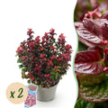 Tuinplant - Leucothoe Curly Red - Rood - 2 Planten -  Groenblijvend - Weinig Onderhoud - Pot 17cm Hoogte 40cm
