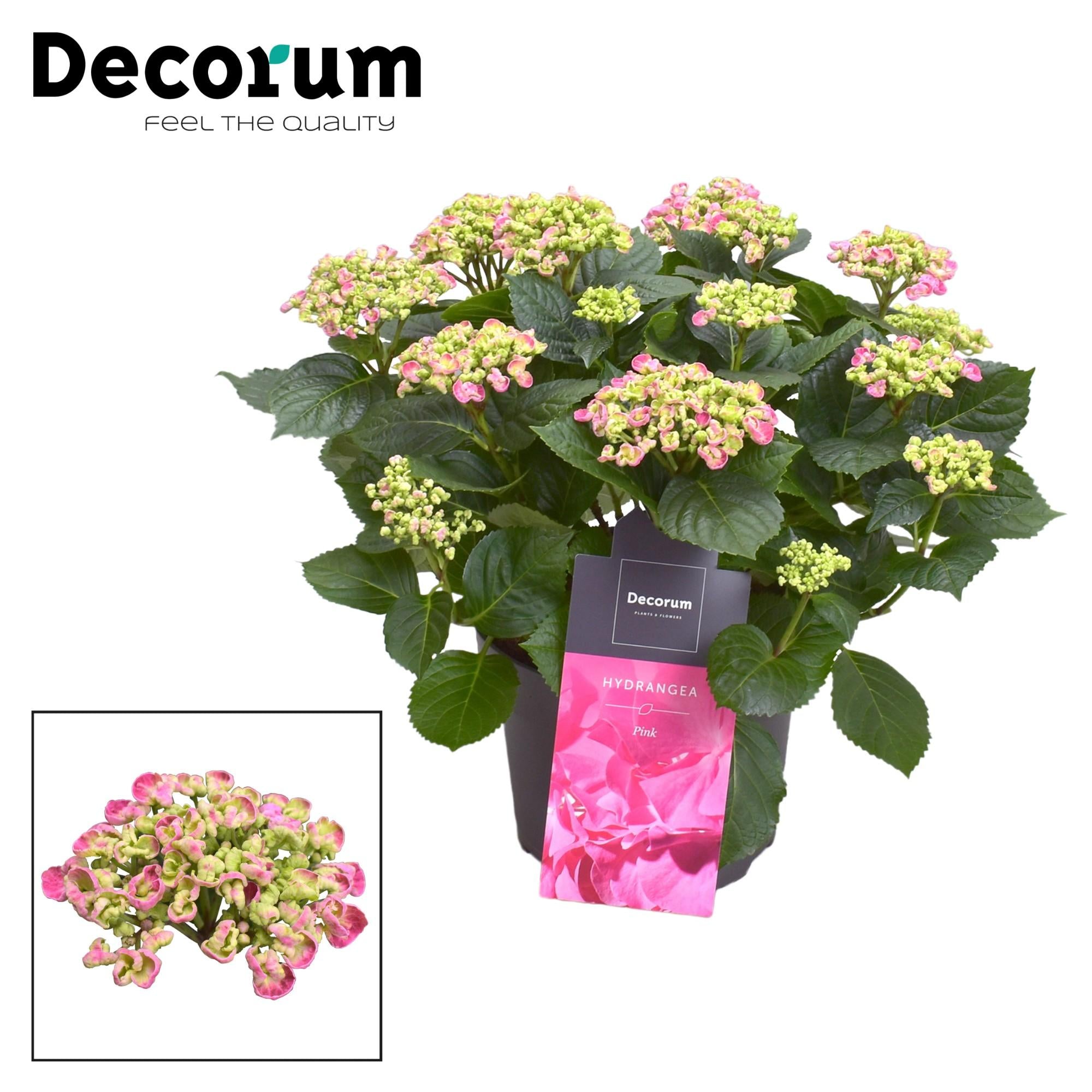 Hydrangea Curly Wurly Roze 9-15 Kop (Decorum) - Ø23cm - ↕50cm