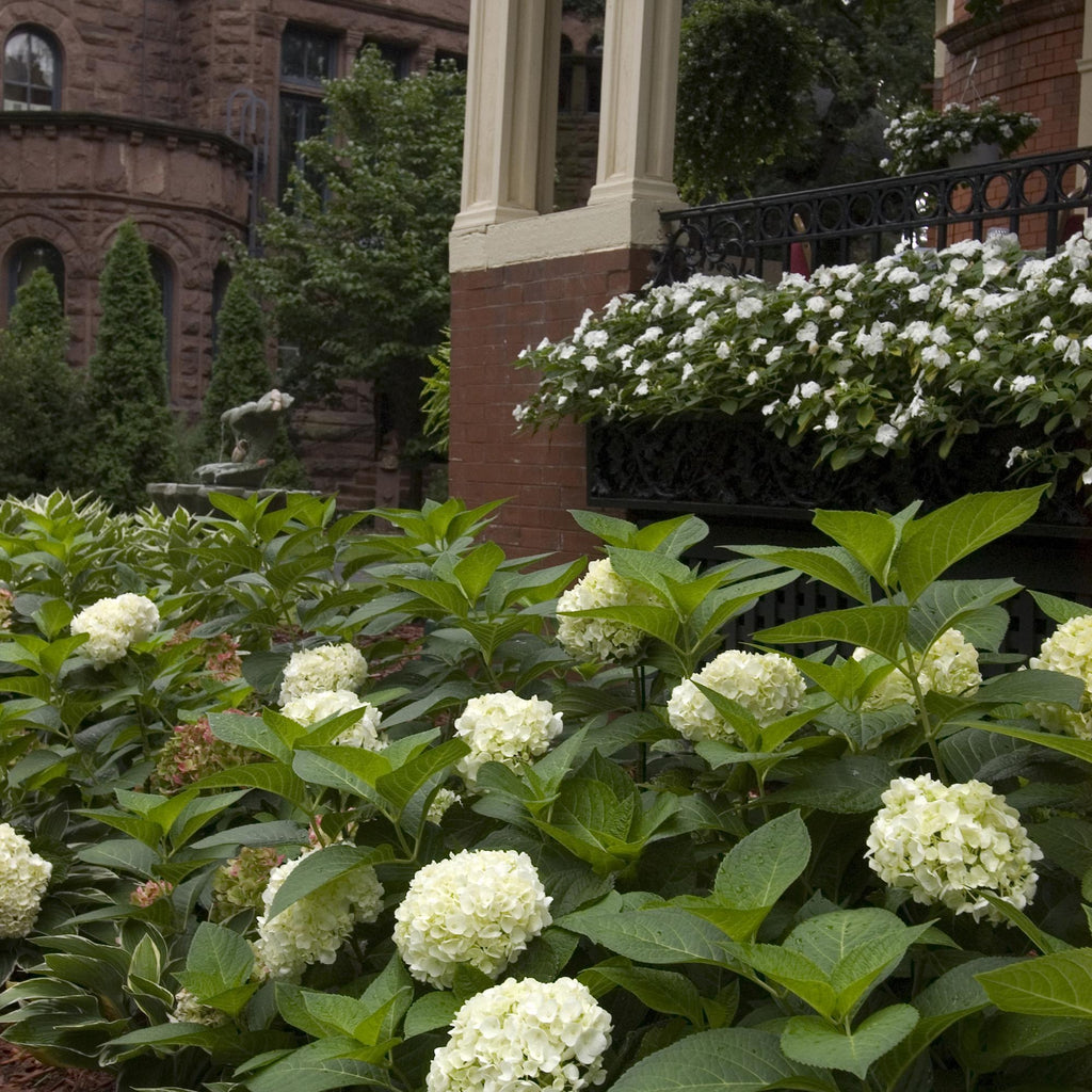 Tuinplant - Hydrangea Endles Summer The Bride - Hortensia - Winterhard - Wit - 8 Planten - Pot 14cm -Hoogte 20-25cm