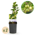 Fruitplant - Kruisbes - Ribes uva-crispa Invicta - Groene Bes - 2 planten -  Pot 11cm Hoogte 40cm