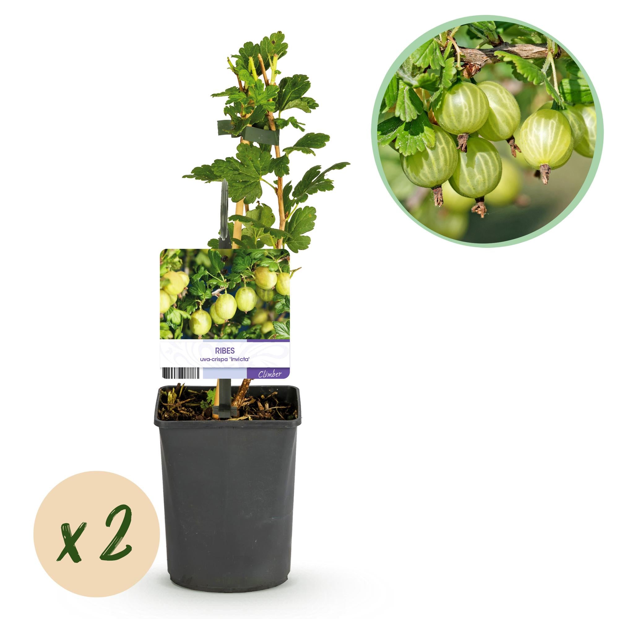 Fruitplant - Kruisbes - Ribes uva-crispa Invicta - Groene Bes - 2 planten -  Pot 11cm Hoogte 40cm