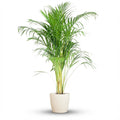 Areca Palm (Dypsis) met Potter wit - 100cm - Ø21
