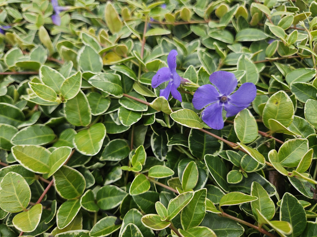 48x Vinca minor 'Argenteovariegata' - ↕10-25cm - Ø9cm