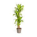 Dracaena Fragrans Massangeana Ø30cm - ↕170 - 190cm
