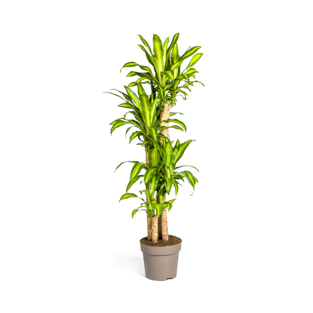 Dracaena Fragrans Massangeana Ø30cm - ↕170 - 190cm