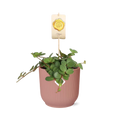 Peperomia ‘Hope’ in ELHO Vibes Fold 14cm roze