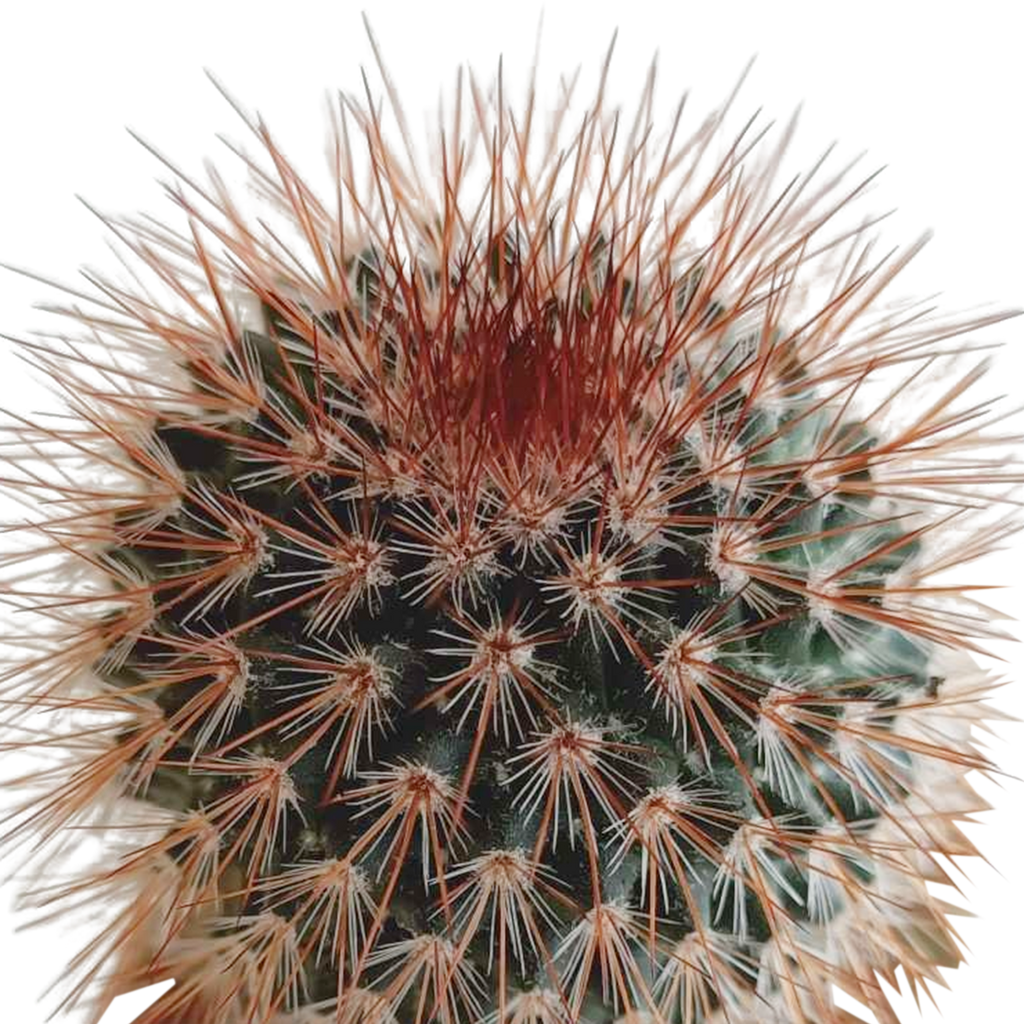 Cactus mix 5.5 cm - 5x - in Mexicaanse pot