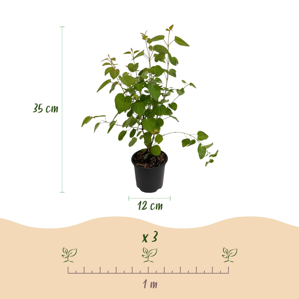 Tuinplant - Cercidiphyllum japonicum - Groen 1 Plant - Bladverliezend - Weinig Onderhoud - Pot 12cm Hoogte 35cm