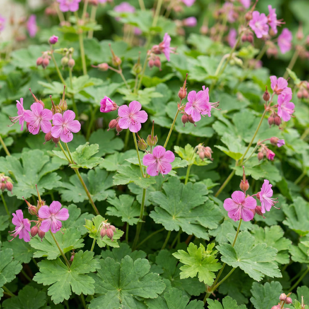 Vasteplant - Geranium macrorrhizum - Ooievaarsbek - Bodembedekkend - Roze - 6 Planten - Pot 11cm - Hoogte 15-25cm