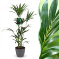 Kamerplant - Howea Forsteriana - Kentia Palm - Weinig Onderhoud - Groen - 1 Plant - met Potter Grijs - Pot 21cm - Hoogte 120-130cm