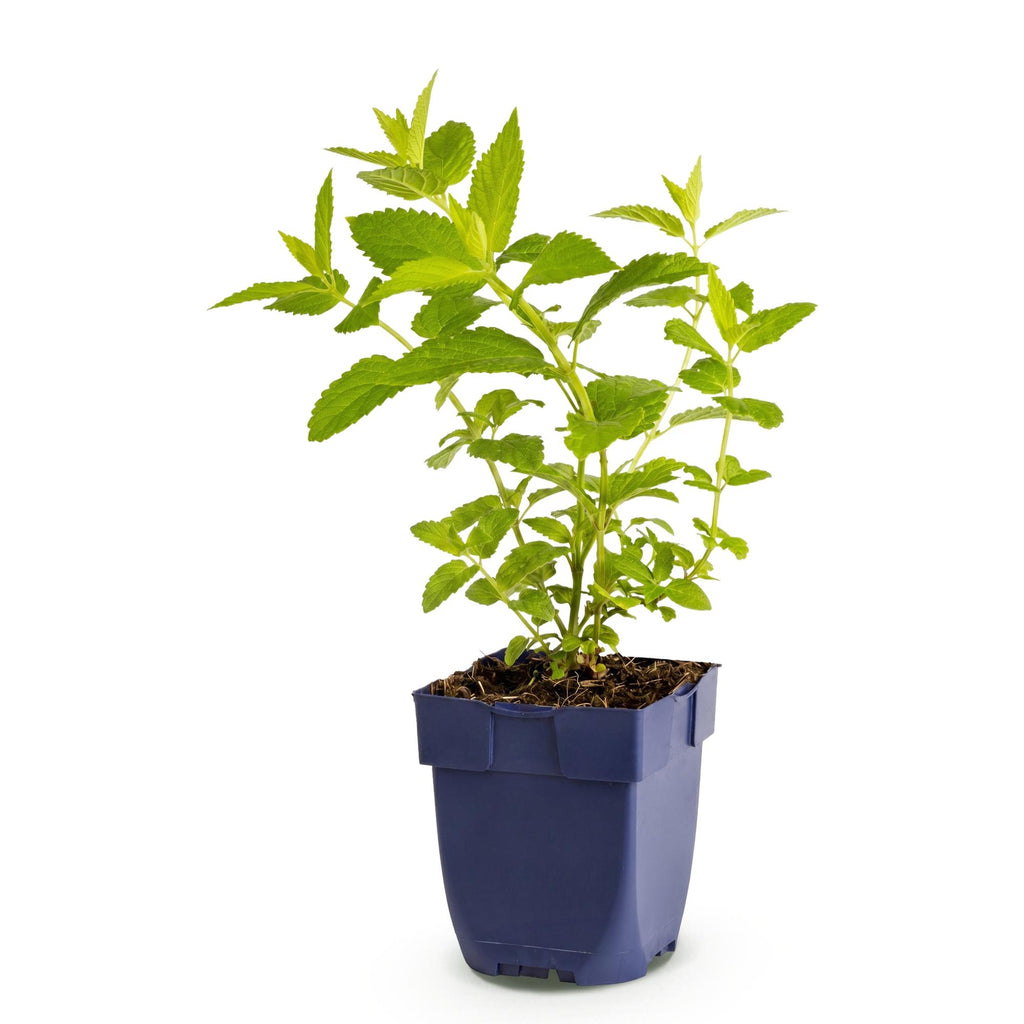 Vasteplant - Nepeta sib. Wild Orchid - Kattenkruid - Bijen en Vlinderlokkers - Roze - 1 Plant - Pot 11cm - Hoogte 15-25cm
