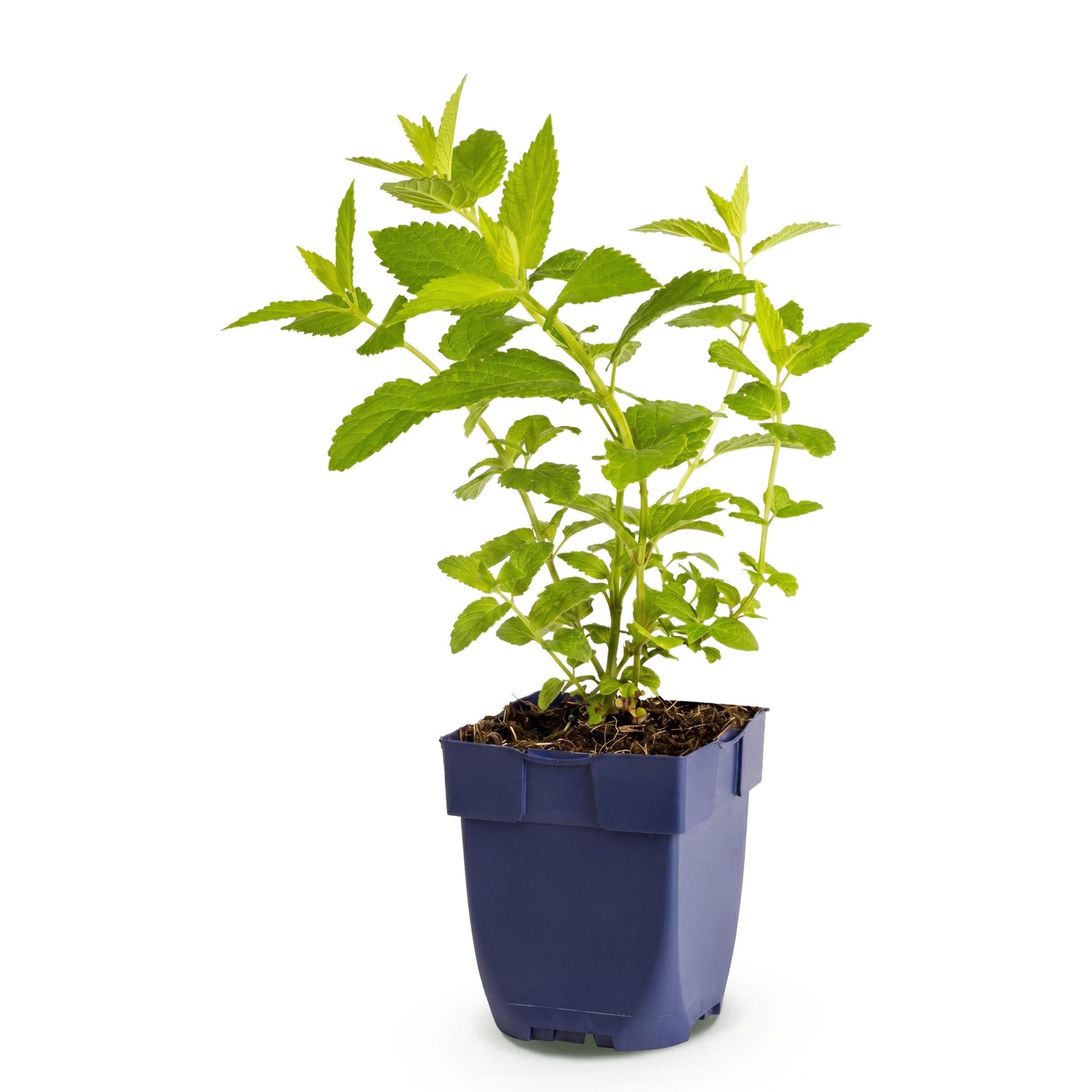 Vasteplant - Nepeta sib. Wild Orchid - Kattenkruid - Bijen en Vlinderlokkers - Roze - 1 Plant - Pot 11cm - Hoogte 15-25cm