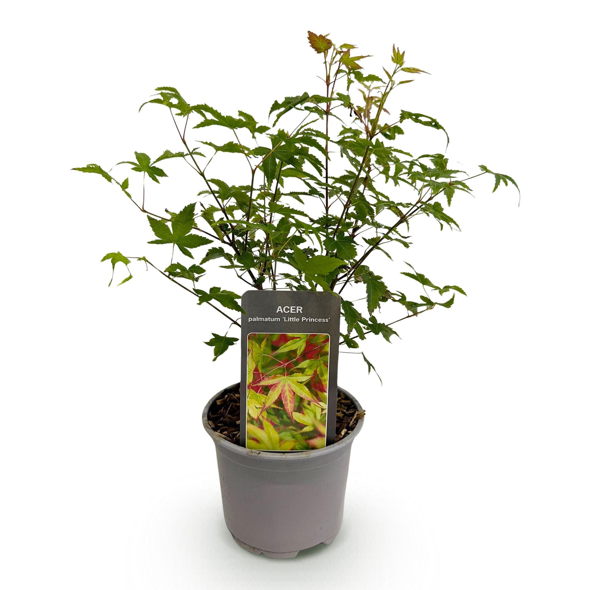 Tuinplant - Acer palmatum Little Princess - Groen - 1 Plant - Bladverliezend - Weinig Onderhoud - Pot 12cm Hoogte 35cm