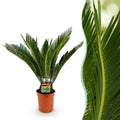 Kamerplant - Cycas revoluta - Palmvaren - Weinig onderhoud - Groen - 1 - Pot 17cm - Hoogte 55-65cm