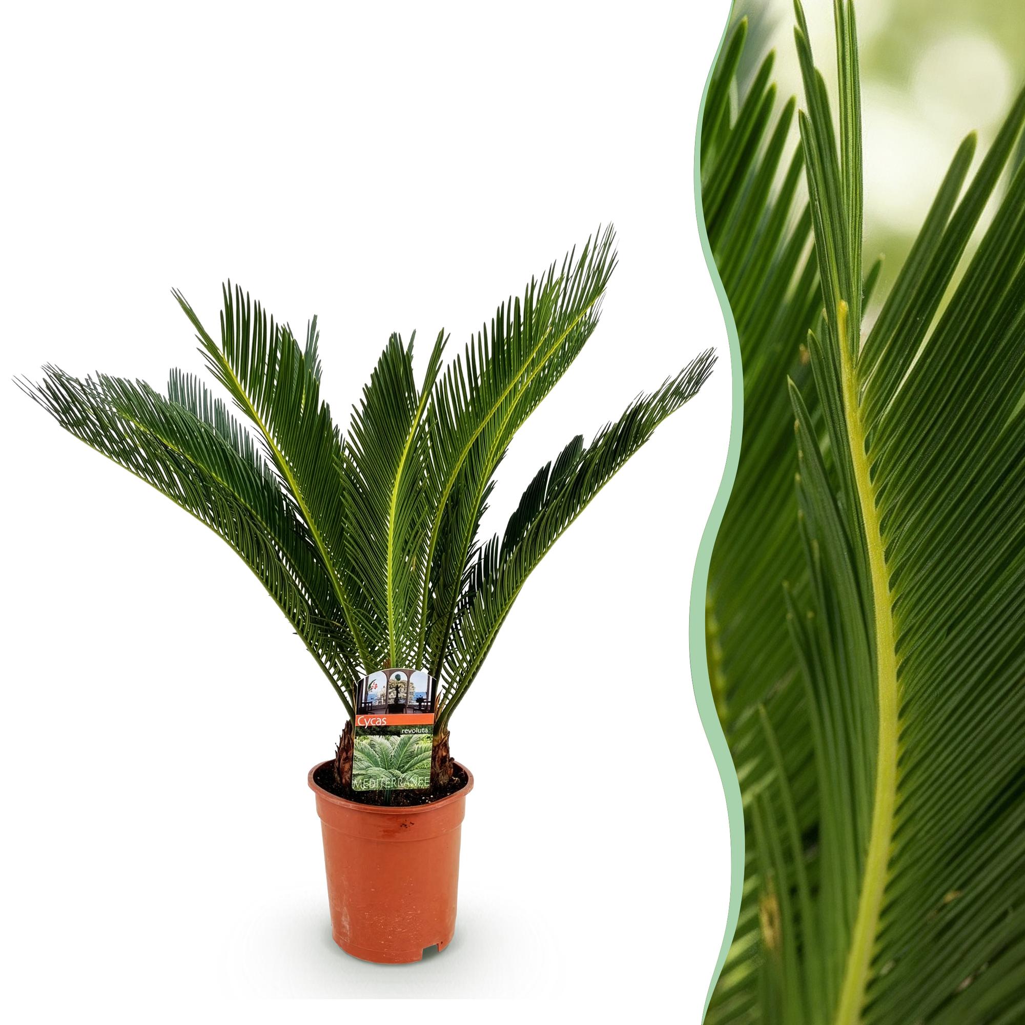 Kamerplant - Cycas revoluta - Palmvaren - Weinig onderhoud - Groen - 1 - Pot 17cm - Hoogte 55-65cm