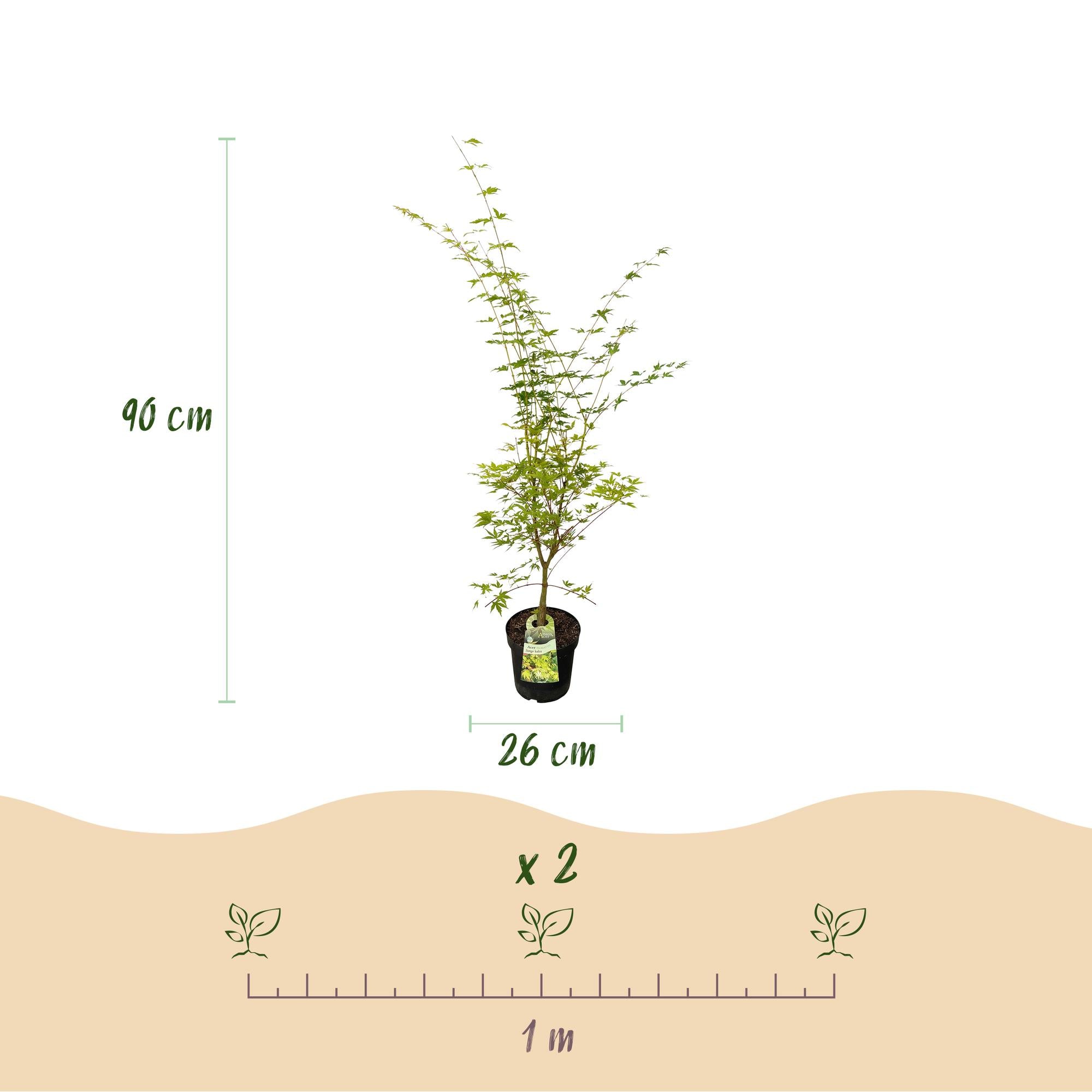 Tuinplant - Acer palmatum Sangokaku - Japanse Esdoorn - Bladverliezend - Groen - 1 - Pot 26cm - Hoogte 90cm