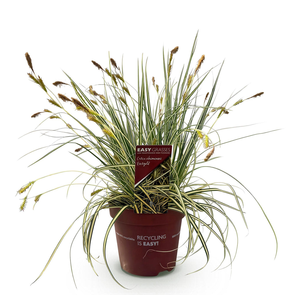 Siergrassen - Carex oshimensis Evergold - Geel & Groen - 1 Plant - Groenblijvend - Winterhard - Pot 17cm Hoogte 50cm