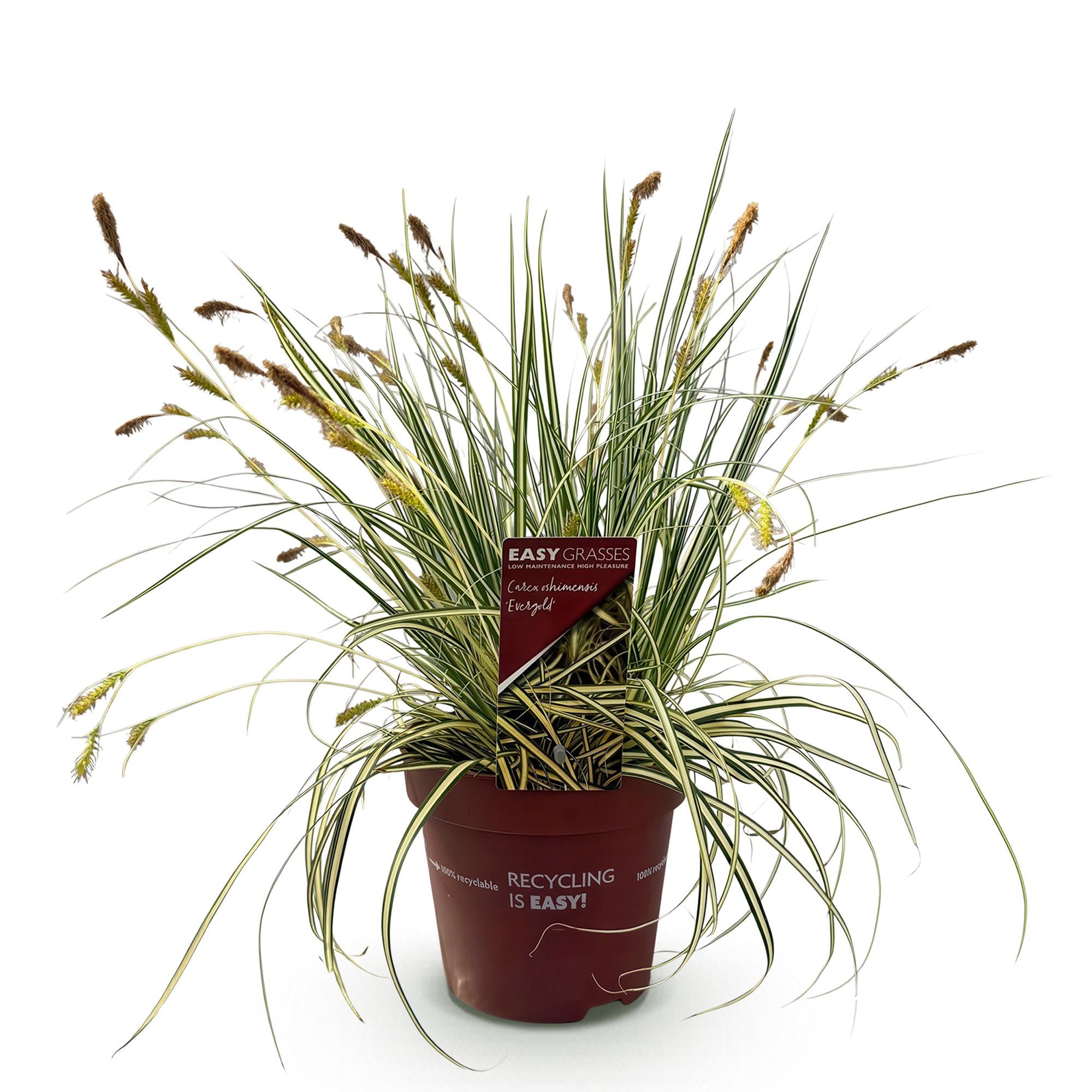 Siergrassen - Carex oshimensis Evergold - Geel & Groen - 1 Plant - Groenblijvend - Winterhard - Pot 17cm Hoogte 50cm