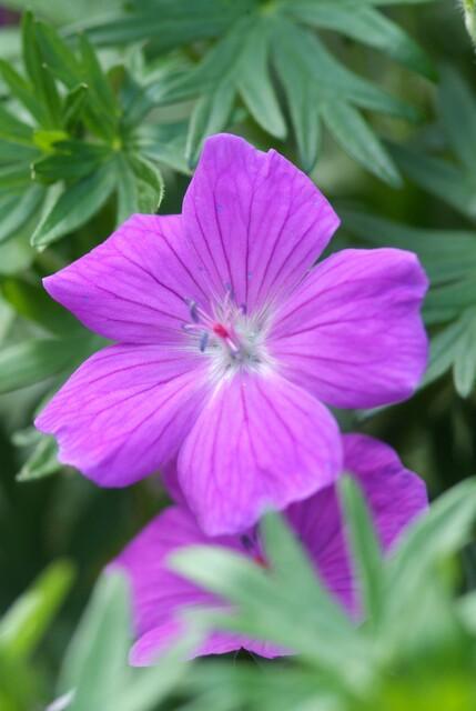 60x Geranium 'Tiny Monster' - ↕10-25cm - Ø9cm