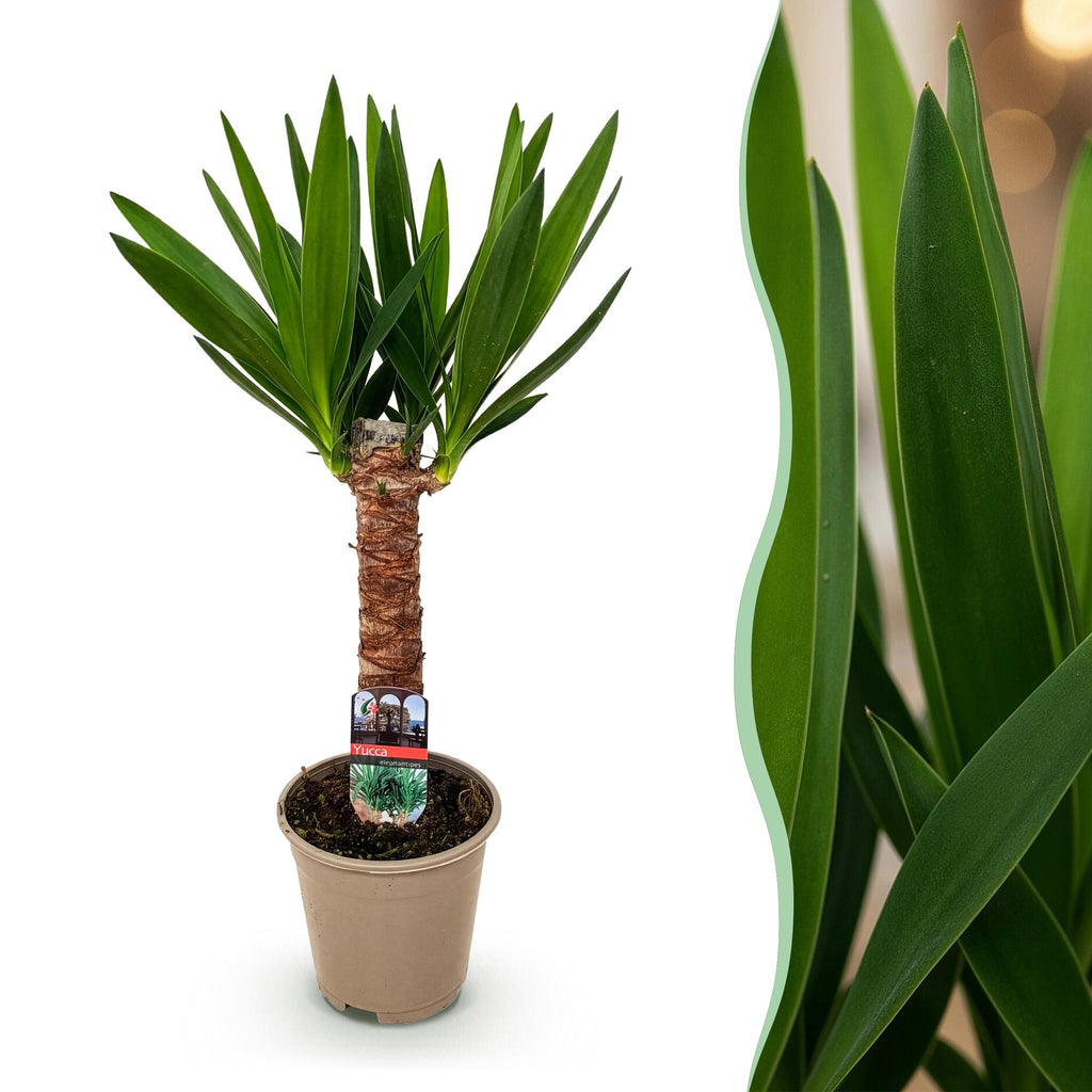 Kamerplant - Yucca elephantipes - Yucca - Weinig onderhoud - Groen - 1 - Pot 14cm - Hoogte 55cm