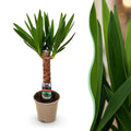Kamerplant - Yucca elephantipes - Yucca - Weinig onderhoud - Groen - 1 - Pot 14cm - Hoogte 55cm