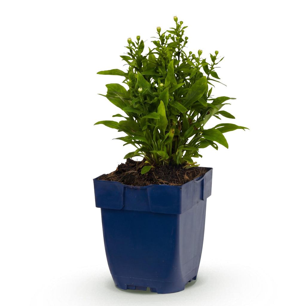 Vasteplant - Aster (D) Schneekissen - Zeeaster - Bijen en Vlinderlokkers - Wit - 1 Plant - Pot 11cm - Hoogte 15-25cm