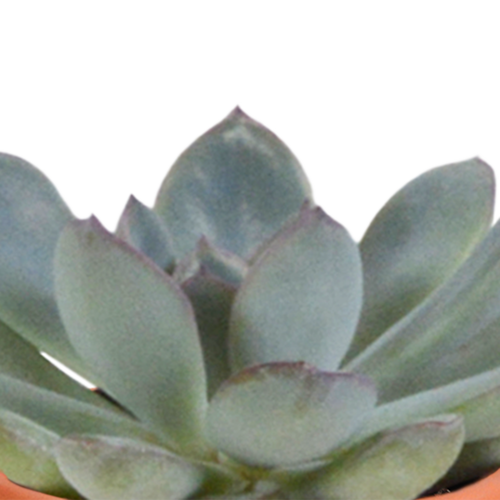 Cactus en vetplanten mix 5.5 cm | 15 stuks - in terracotta pot