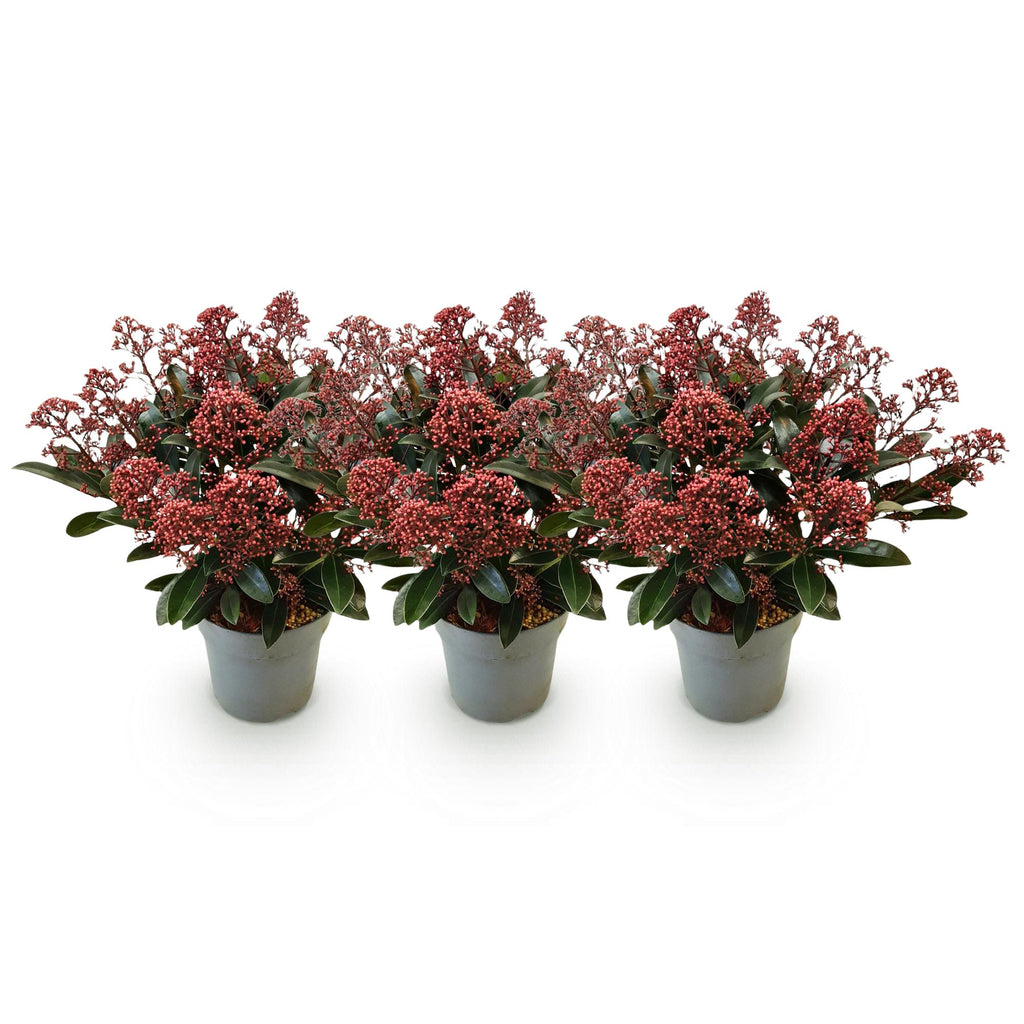 Terrasplant - Skimmia japonica Rubella - Boem Rood - 15+ Bloemen - 3 Planten - Winterhard - Pot 15cm Hoogte 30cm