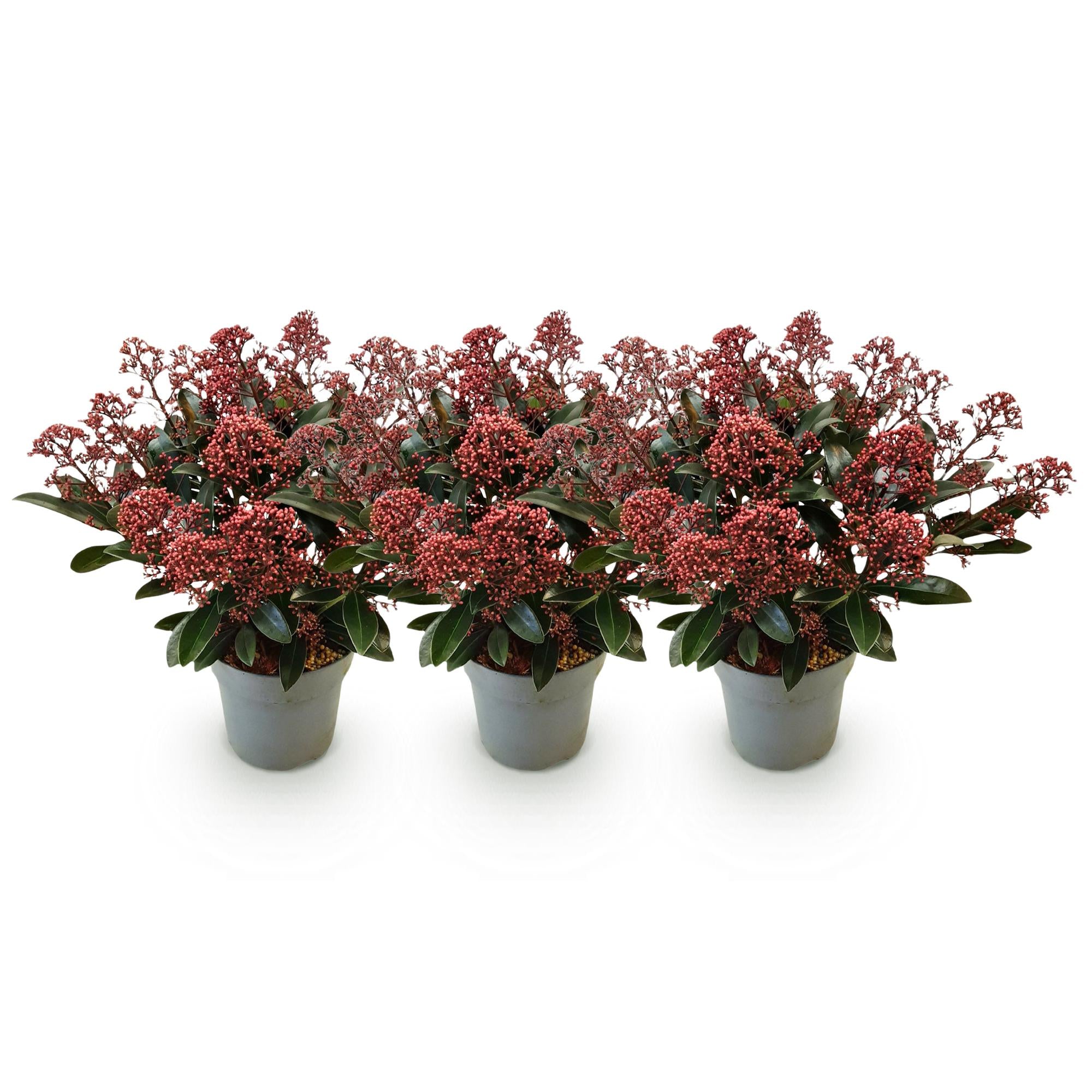 Terrasplant - Skimmia japonica Rubella - Boem Rood - 15+ Bloemen - 3 Planten - Winterhard - Pot 15cm Hoogte 30cm