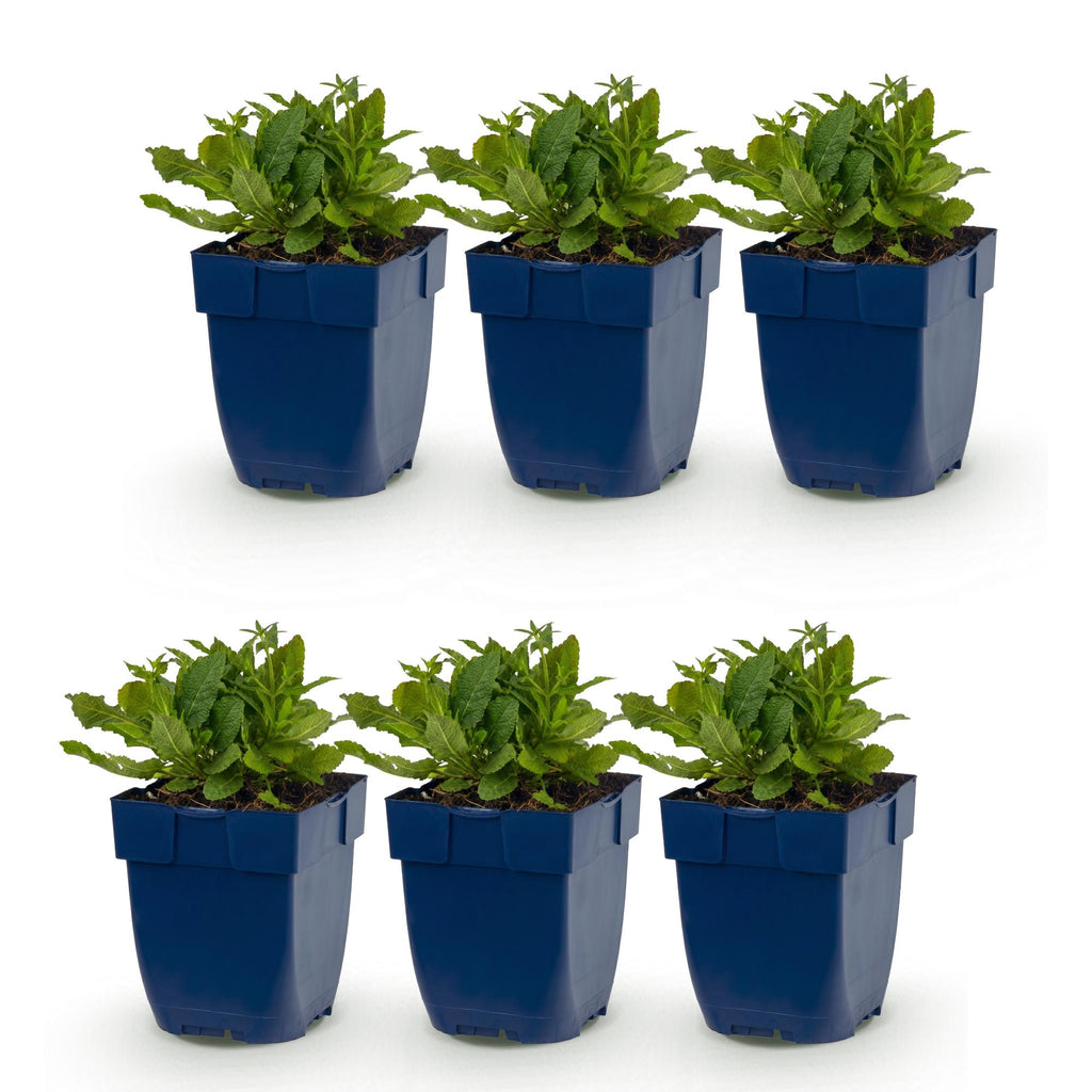 Vasteplant - Salvia nem. Schneehügel - Salie - Bijen en Vlinderlokkers - Wit - 6 Planten - Pot 11cm - Hoogte 15-25cm
