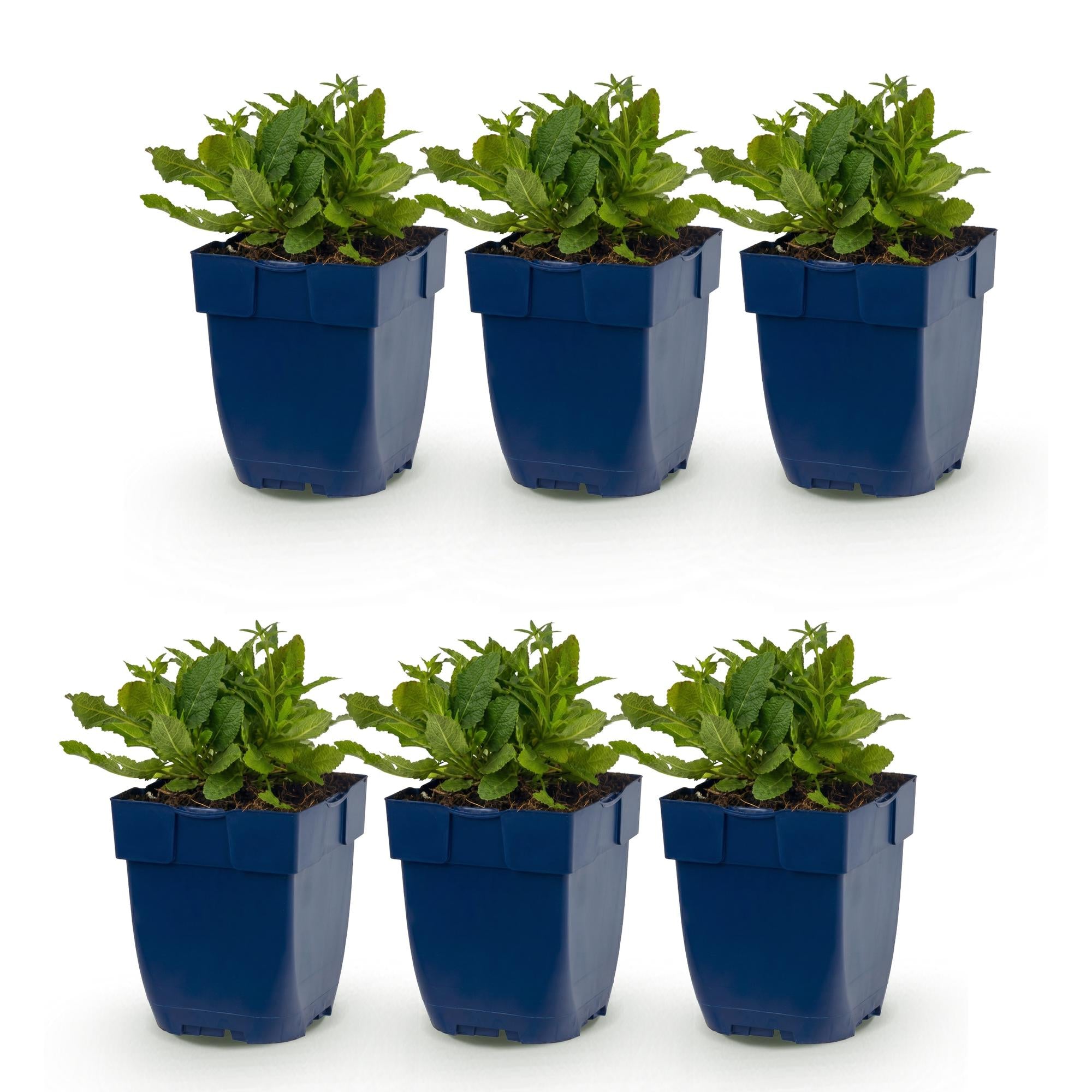 Vasteplant - Salvia nem. Schneehügel - Salie - Bijen en Vlinderlokkers - Wit - 6 Planten - Pot 11cm - Hoogte 15-25cm
