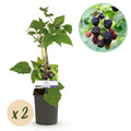 Fruitplant - Braam - Rubus fruticosus Triple Crown - Zwarte Braam - Doornloos - 2 planten -  Pot 11cm Hoogte 40cm