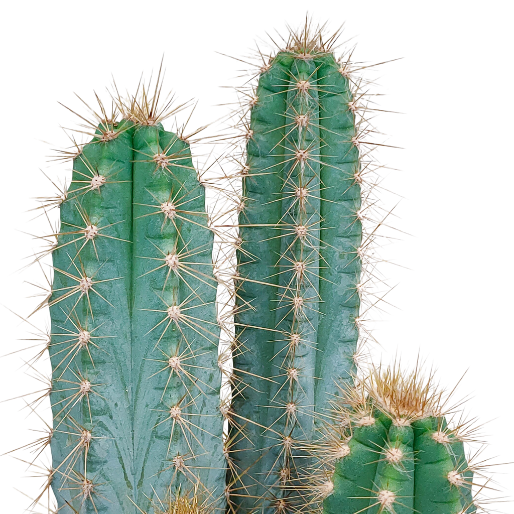 Pilosocereus azureus - - - 17cm