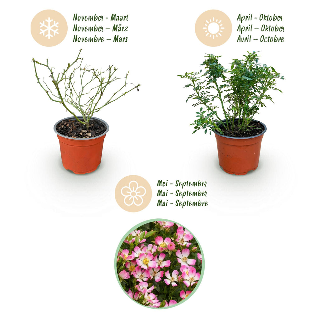 Tuin Roos - Rosa Cutie Pie - Roos - Winterhard - Roze - 1 Plant - Pot 12cm - Hoogte Hoogte 20-25cm