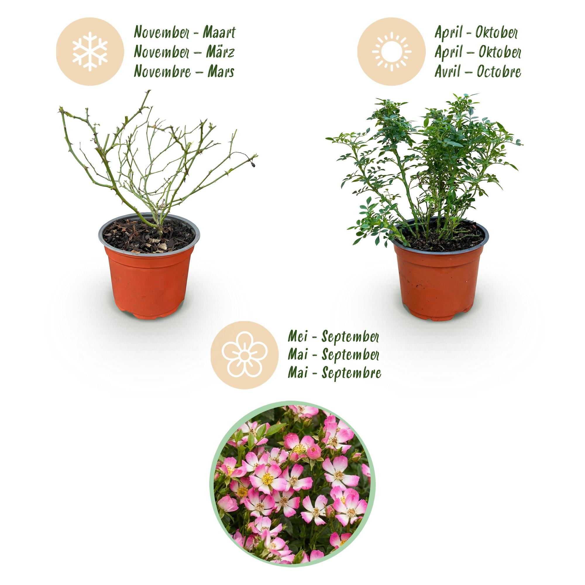 Tuin Roos - Rosa Cutie Pie - Roos - Winterhard - Roze - 1 Plant - Pot 12cm - Hoogte Hoogte 20-25cm