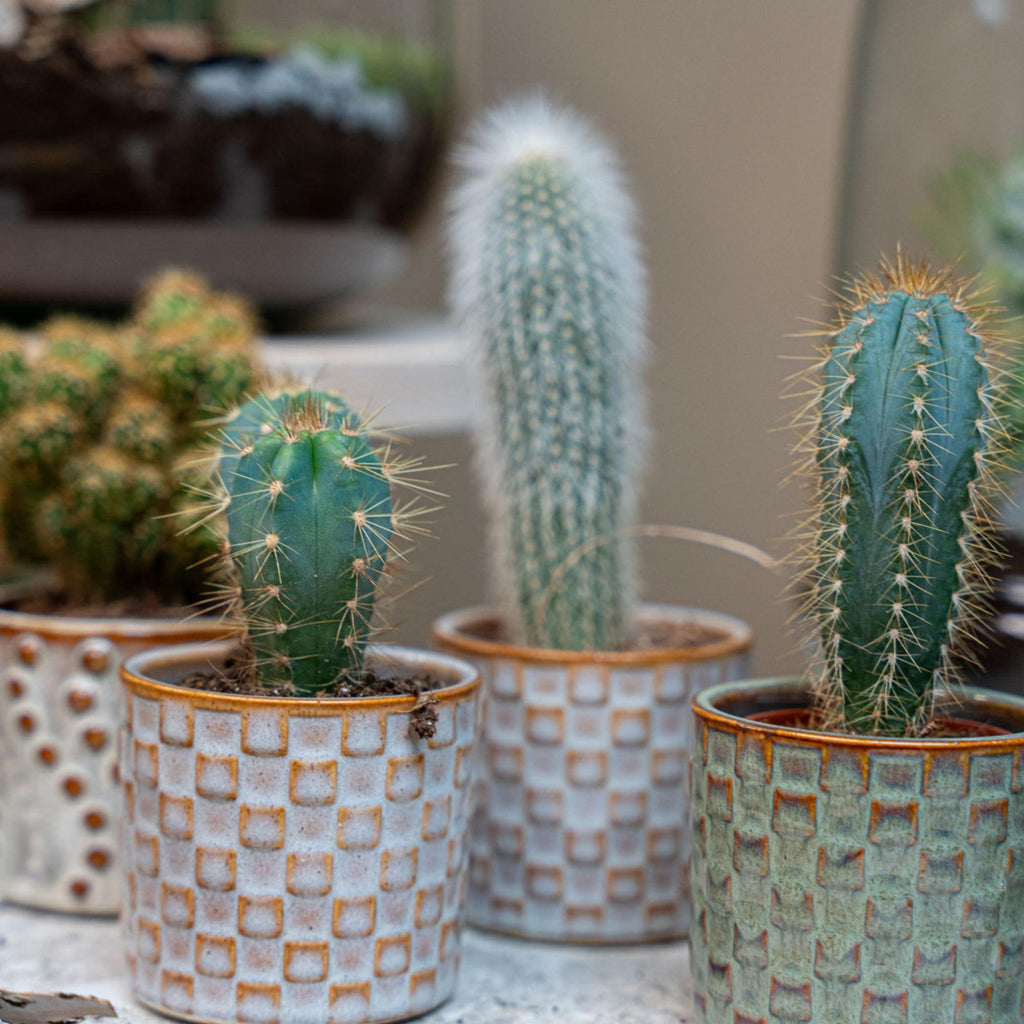 Cactus Set van 6 in Keramische Mini Potjes Madrid -  ↑ 8–12 cm