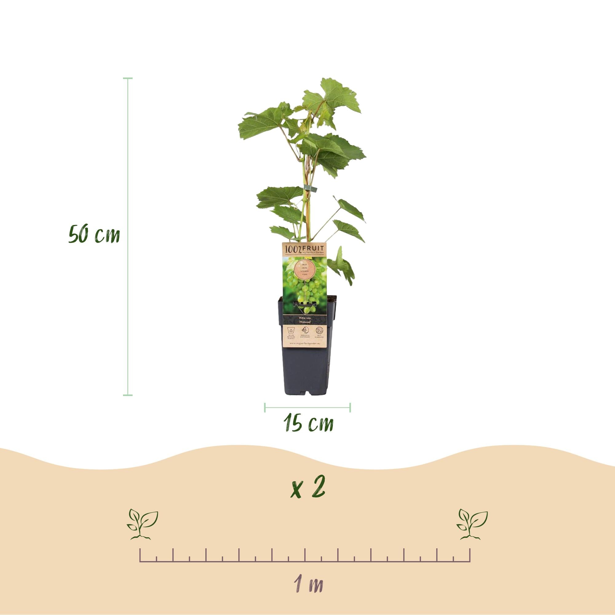Fruitplant - Vitis vinifera Himrod - Vanessa - Druivenplant - Pitarm - Blauw & Witte Druif - 2 Planten - Pot 15cm - Hoogte 50cm